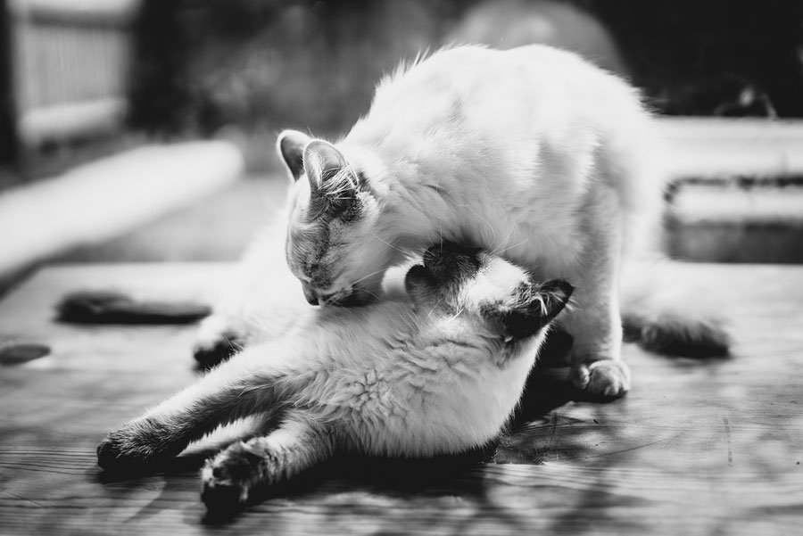Two Ragdoll cats in black and white