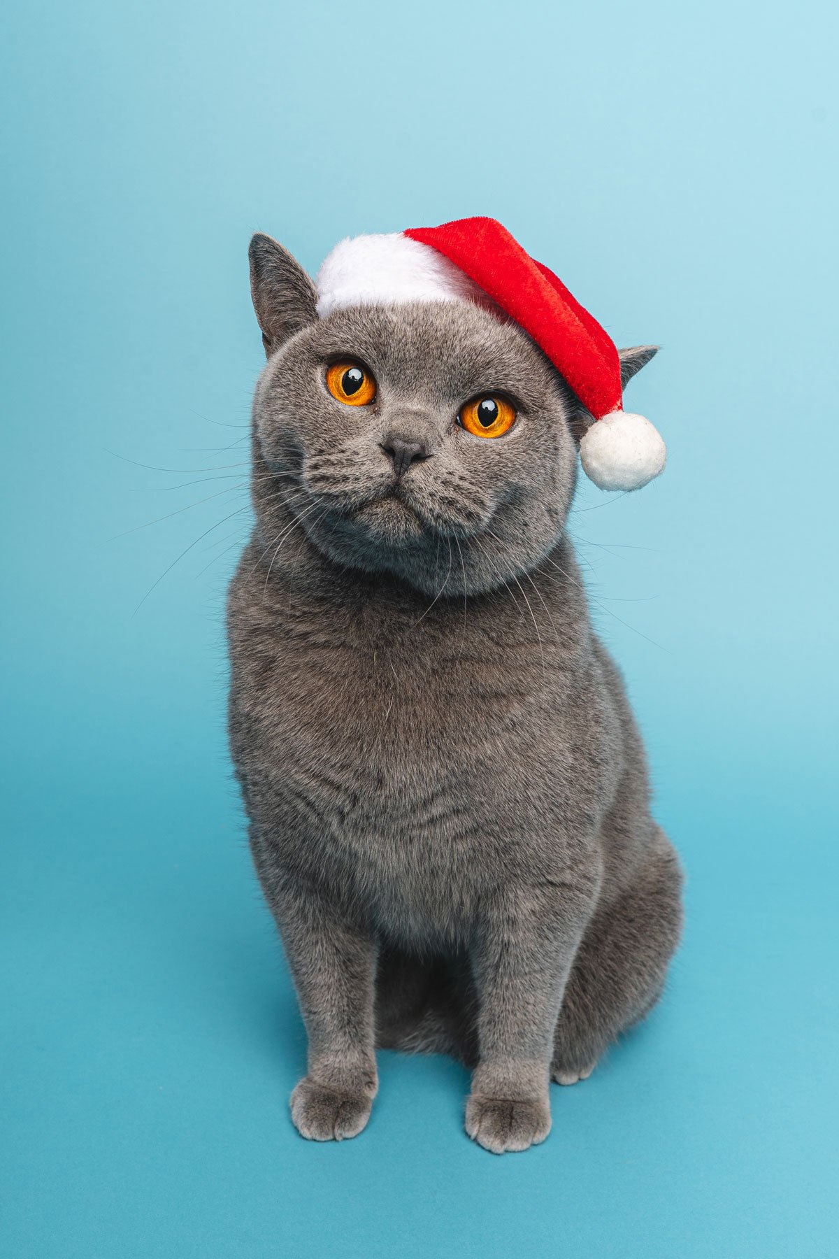 Cat in a xmas hat