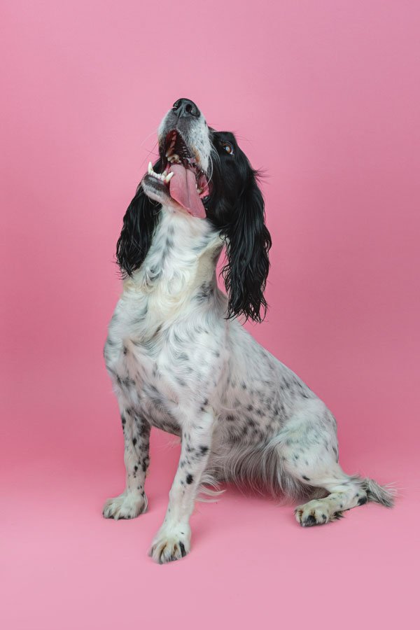 Bristol Raw Dog 2026 ©Best Friend Photography