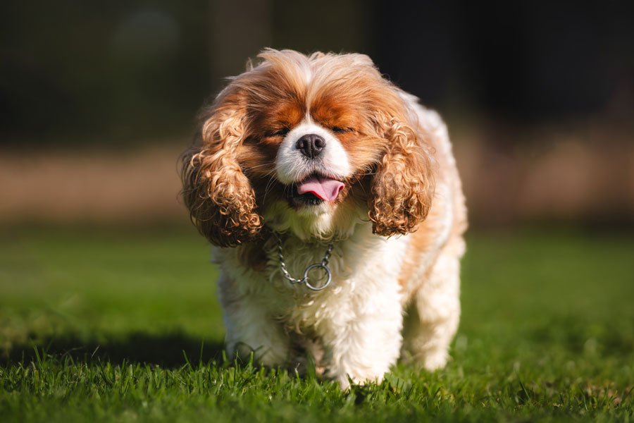 Happy dog in a field